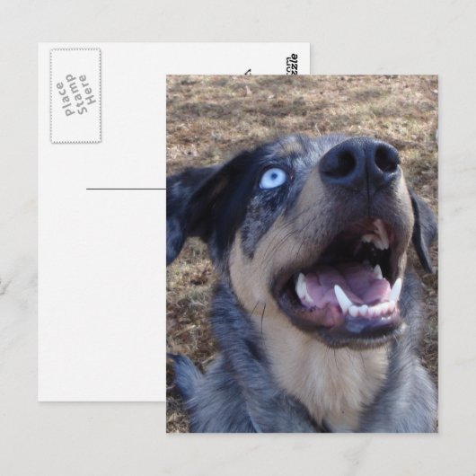 Lousiana Catahoula Leopard Dog Briefkaart (Voorkant / Achterkant)