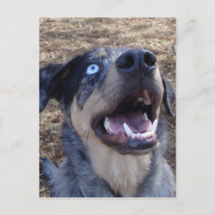 Lousiana Catahoula Leopard Dog Briefkaart