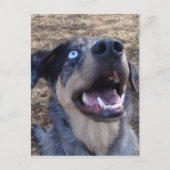 Lousiana Catahoula Leopard Dog Briefkaart (Voorkant)