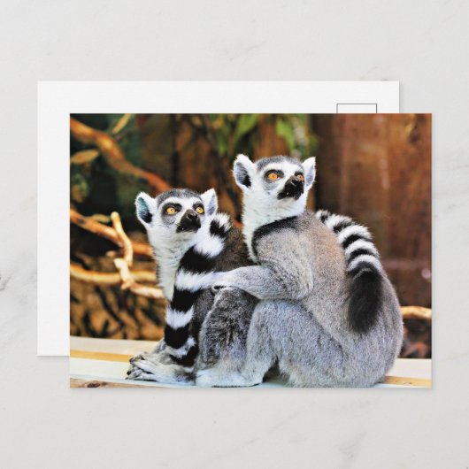 Lovable Lemurs Briefkaart (Voorkant / Achterkant)