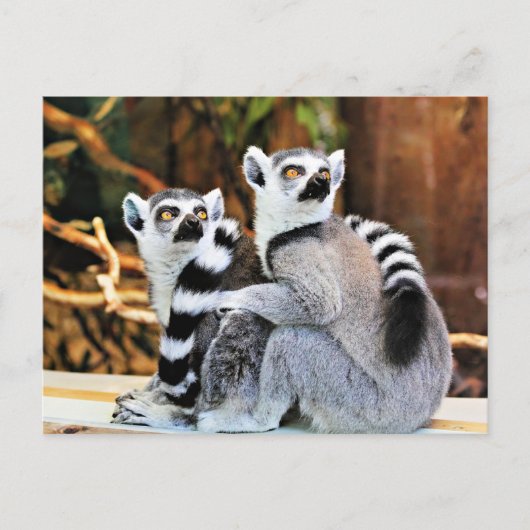 Lovable Lemurs Briefkaart (Voorkant)