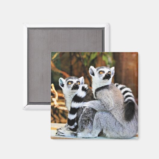 Lovable Lemurs Magneet (Voorkant / Achterkant)