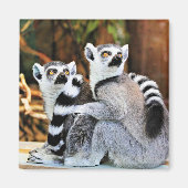 Lovable Lemurs Magneet (Voorkant)