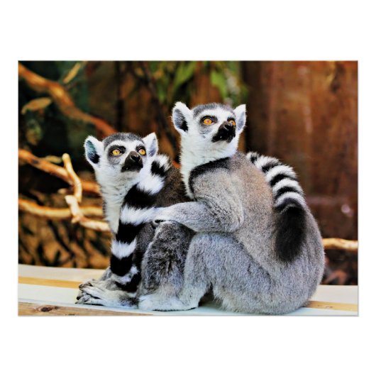 Lovable Lemurs Perfect Poster (Voorkant)