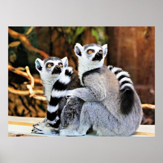 Lovable Lemurs Poster (Voorkant)