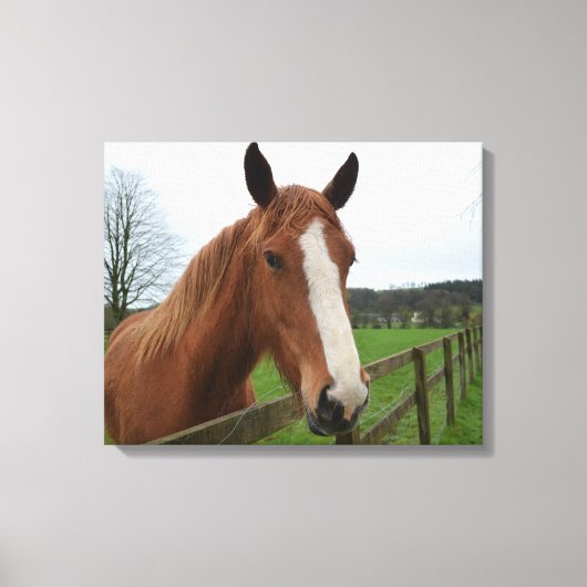 Lovable Quarter Horse Canvas Afdruk (Voorkant)
