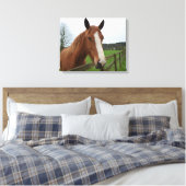 Lovable Quarter Horse Canvas Afdruk (Insitu (Slaapkamer))