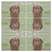 Lovable Vizsla Stof (Swatch)