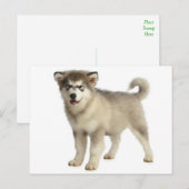 Love Alaskan Malamute Puppy Dog Briefkaart (Voorkant / Achterkant)