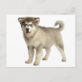 Love Alaskan Malamute Puppy Dog Briefkaart (Voorkant)
