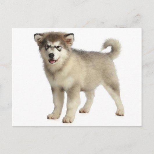 Love Alaskan Malamute Puppy Dog Briefkaart (Voorkant)