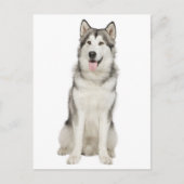 Love Alaskan Malamute Puppy Dog Briefkaart (Voorkant)