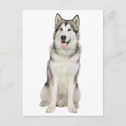 Love Alaskan Malamute Puppy Dog Briefkaart (Voorkant)
