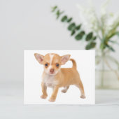Love Baby Chihuahua Puppy Dog Post Kaart (Staand voorkant)