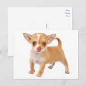 Love Baby Chihuahua Puppy Dog Post Kaart (Voorkant / Achterkant)