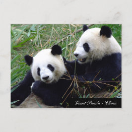 Love & Bamboo - Giant Panda Beren / China Briefkaart