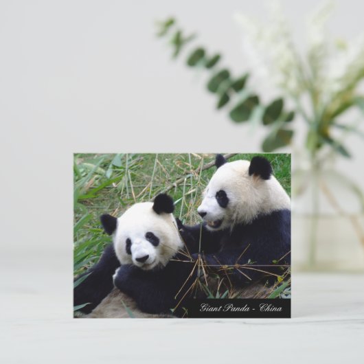 Love & Bamboo - Giant Panda Beren / China Briefkaart (Staand voorkant)