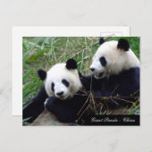 Love & Bamboo - Giant Panda Beren / China Briefkaart (Voorkant / Achterkant)