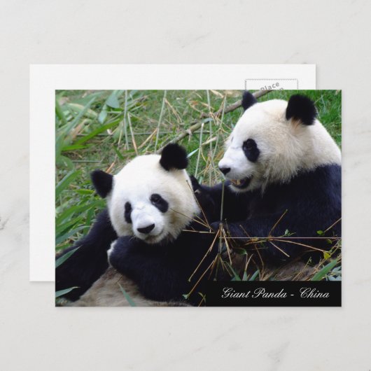 Love & Bamboo - Giant Panda Beren / China Briefkaart (Voorkant / Achterkant)
