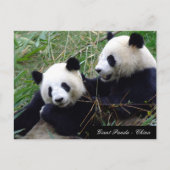 Love & Bamboo - Giant Panda Beren / China Briefkaart (Voorkant)
