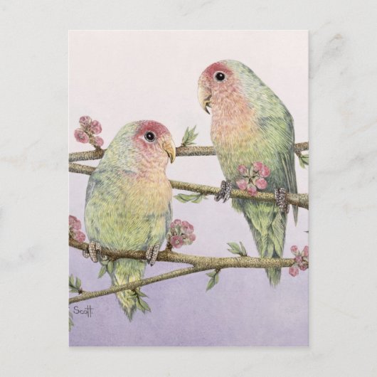 Love Birds Briefkaart (Voorkant)