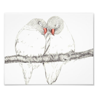 Love Birds Foto Afdruk