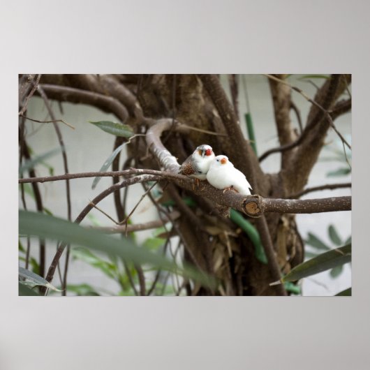 Love Birds Poster (Voorkant)