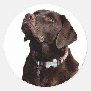 Love Black Brown Labrador Retriever Sticker Label