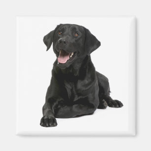 Love Black Labrador Retriver Puppy Hondenmagneet Magneet