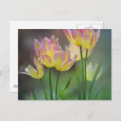 Love Briefkaart (Voorkant / Achterkant)