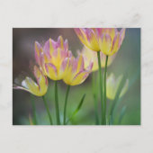 Love Briefkaart (Voorkant)