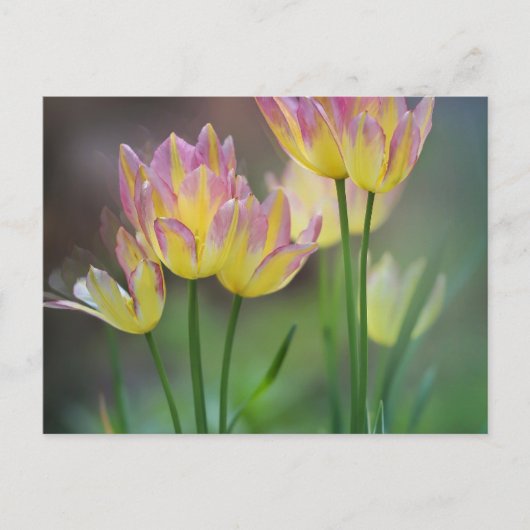 Love Briefkaart (Voorkant)