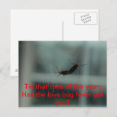 Love Bug Fever Post Card Briefkaart (Voorkant / Achterkant)