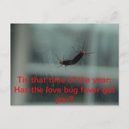 Love Bug Fever Post Card Briefkaart (Voorkant)