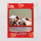Love Bulldogs briefkaart (Voorkant)