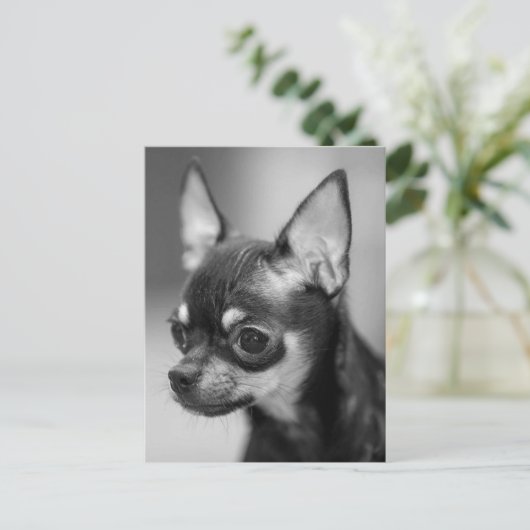 Love Chihuahua Puppy Dog Black and White Post Card Briefkaart (Staand voorkant)