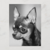Love Chihuahua Puppy Dog Black and White Post Card Briefkaart (Voorkant)