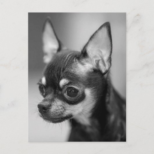 Love Chihuahua Puppy Dog Black and White Post Card Briefkaart (Voorkant)