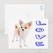 Love Chihuahua Puppy Dog Post Card Briefkaart (Voorkant / Achterkant)