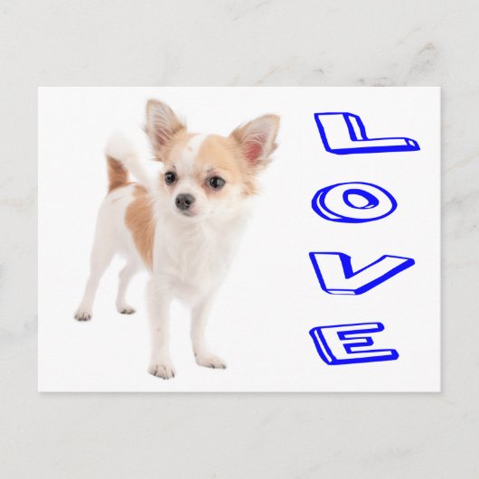 Love Chihuahua Puppy Dog Post Card Briefkaart (Voorkant)