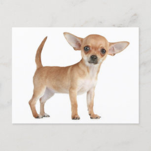 Love Chihuahua Puppy Dog Post Card Briefkaart