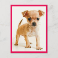 Love Chihuahua Puppy Dog Post Card