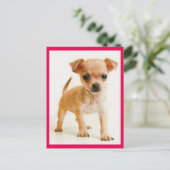 Love Chihuahua Puppy Dog Post Card Briefkaart (Staand voorkant)