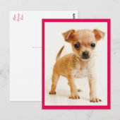 Love Chihuahua Puppy Dog Post Card Briefkaart (Voorkant / Achterkant)