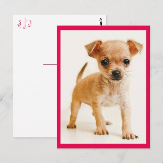Love Chihuahua Puppy Dog Post Card Briefkaart (Voorkant / Achterkant)