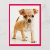 Love Chihuahua Puppy Dog Post Card Briefkaart (Voorkant)