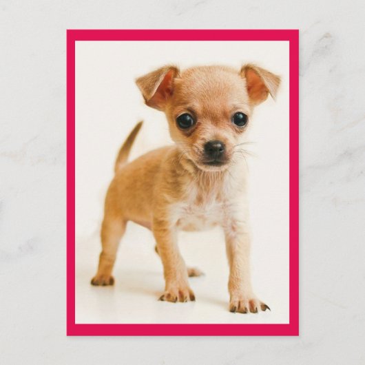 Love Chihuahua Puppy Dog Post Card Briefkaart (Voorkant)