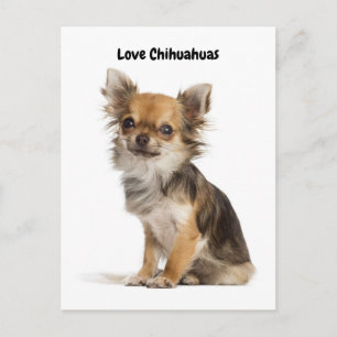 Love Chihuahuas Briefkaart