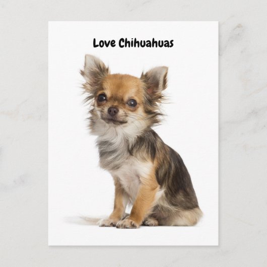 Love Chihuahuas Briefkaart (Voorkant)