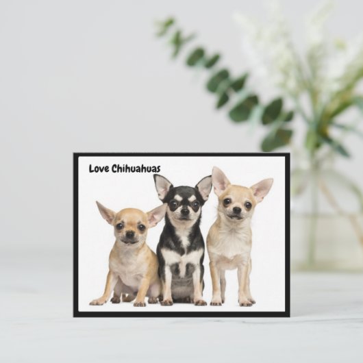 Love Chihuahuas briefkaart (Staand voorkant)